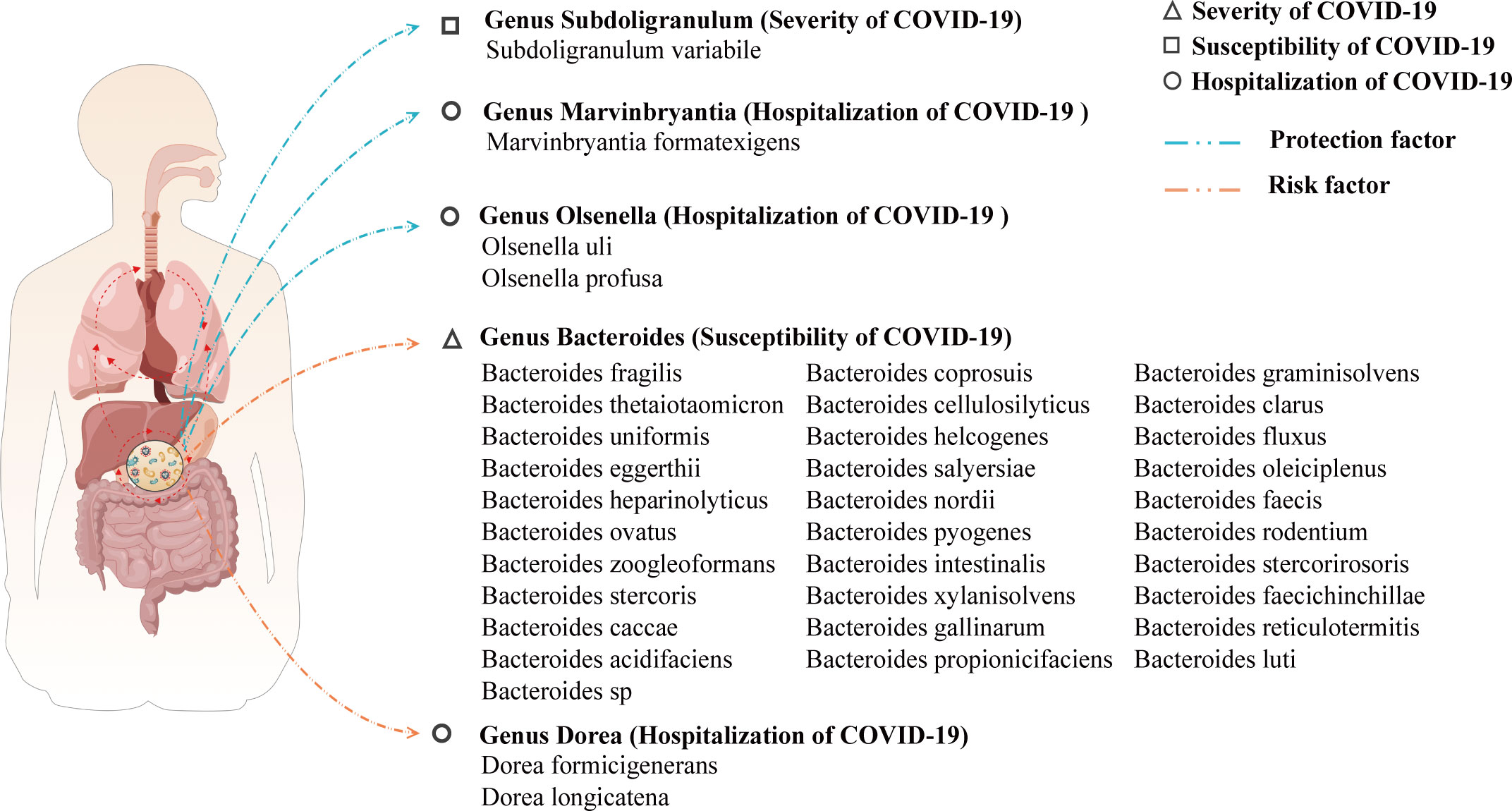 Causal effects of the gut microbiome on COVID-19 susceptibility and severity: a two-sample Mendelian randomization study